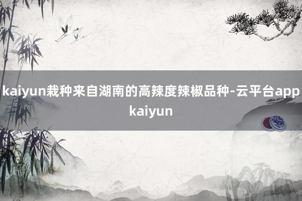 kaiyun栽种来自湖南的高辣度辣椒品种-云平台appkaiyun